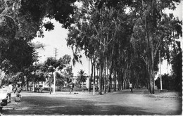 Togo - Lome - Avenue Des Eucalyptus - Togo