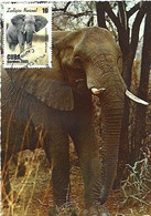 Cuba & Maximum Card, Zoologico Nacional, Elefante Africano, Loxodonta Africana, Villa Clara 2005 (1021) - Maximumkarten