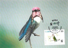 Cuba & Maximum Card, WWF,  Fauna En Peligro De Extinción, Colibri, Mellisuga Helenae, Habana 2005 (17444461) - Cartes-maximum