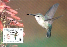 Cuba & Maximum Card, WWF,  Fauna En Peligro De Extinción, Colibri, Mellisuga Helenae, Habana 2005 (1766561) - Cartoline Maximum