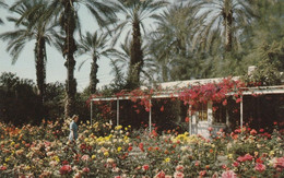 Palm Springs And Coachella Valley,, California  Enjoying Sunshine And Beautiful Flowers During Winter - Palm Springs