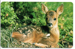 Sous Bois Biche Animal Carte  Calendrier Calendar 1997 France  (salon 169) - Other & Unclassified