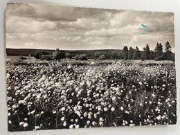 CPSM - BELGIQUE - HAUTES FAGNES-CHAMP DE LINAIGRETTES - Jalhay