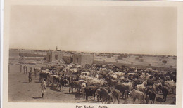 Cpa / Carte Photo-afr- Soudan -port Sudan --cattle / Castle - Sudan