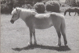 Miranda. Haflinger Merrie Cheval Horse Pferde Paard Caballo Cavallo CHEVAUX  "De Paardenkamp" Old Cpm. 2002 - Pferde