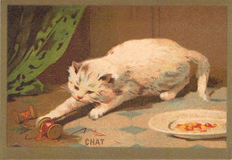 Lot 4 Images Bon-point Illustrées D'Animaux Chat Tortue Mouette Grue Avec Decriptif - Animali