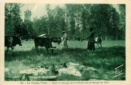 Chail * Bétail Au Pâturage Dans Le Marais Près Du Barrage * Fermier Agriculture - Other & Unclassified