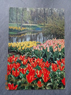 KEUKENHOF - Lisse