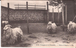 37 Champigny Sur Veude Jardin (chinon) Zoologique Pataudiere Chevres Angora Rare Enfants Chevre Goat - Champigny-sur-Veude