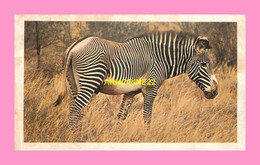 CPSM ZEBRE  Carte Collection SAFARI PRISUNIC - Zebra's