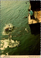 Rhode Island Lobsterman Throwing Lobster Trap - Sonstige & Ohne Zuordnung