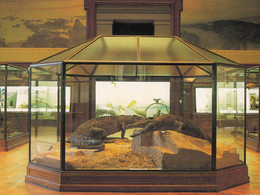 TERVUREN - Musée Royal De L'Afrique Centrale - Salle "Poissons, Reptiles Et Amphibiens" - Musées