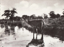 NASSOGNE - Parc à Gibier - Biches Se Désaltérant Dans La Wamme - Nassogne