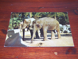 55010-                        ELEPHANTS,  / DIEREN / ANIMALS / TIERE / ANIMAUX / ANIMALES - Olifanten