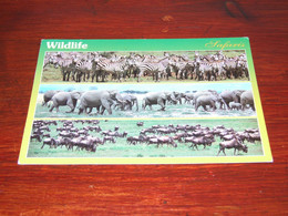 55012-              KENIA, WILD LIFE SAFARI. ELEPHANTS, ZEBRAS, BISON / DIEREN / ANIMALS / TIERE / ANIMAUX / ANIMALES - Elephants