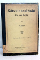 Schweineaufzucht Bis Zur Reife. - Sonstige & Ohne Zuordnung