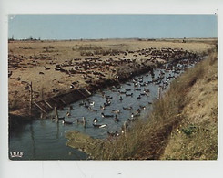 Elevage Des Canards Dans Les Marais Vendéen - Au Pays Des Monts (n°85-150) - Elevage