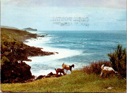 (3 L 21) France  - Ile De La Réunion - Near St Pierre - Goat / Chèvre - Reunion