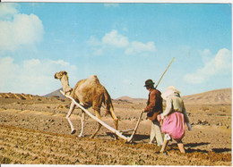 ESPAGNE - ILE DES CANARIES - ILAS CANARIAS - LANZAROTE - LABOUREUR AVEC UN DROMADAIRE - Lanzarote