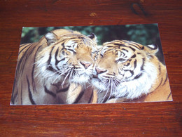 55057-                         TIGERS / DIEREN / ANIMALS / TIERE / ANIMAUX / ANIMALES - Tijgers