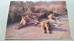CPSM LION LIONS IN THE ROADWAY KRUGER NATIONAL PARK LEEUES - Lions