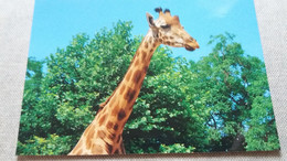 CPM GIRAFE ZOO DE PONT SCORFF MORBIHAN PRES DE LORIENT CAMELOPARDALIS CARTE PUBLICITE DU ZOO CADEAU - Jirafas