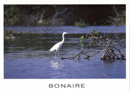 Bonaire, N.A., Reddish Egret, White Morph In Mangroves Of Lacbay (1990) Postcard - Bonaire