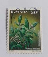 N° 1280      Pavetta Ternifolia  -  Plante Médicinale - Usati