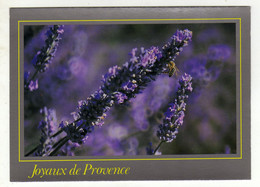 Cpm N° 6046 Joyaux De Provence Fleurs De Lavande - Provence-Alpes-Côte D'Azur