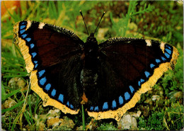 Butterflies Camberwell Beauty - Papillons