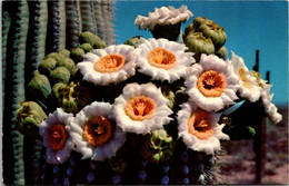 Cactus Saguaro Cactus Flowers - Cactussen