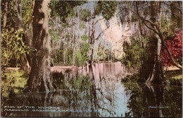 South Carolina Charleston Magnolia Gardens Pool Of The Nymphs Handcolored Albertype - Charleston