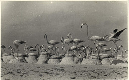 Bonaire, N.A., Flamingo Nests With Flamingos (1953) Foto Mayer RPPC Postcard - Bonaire