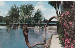 SILVER SPRINGS - Handsome New Building And Glass Bottom Boats - Silver Springs