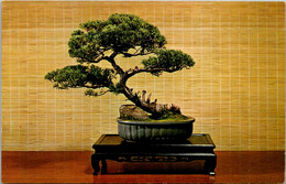 New York City Brooklyn Botanic Garden And Arboretum Sargent Juniper Bonsai - Brooklyn