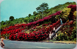 Hawaii Kona Kealakekua Machado Gardens - Hawaï