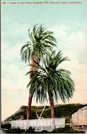 California San Diego Palms At Old Town Planted 1769 - San Diego