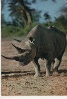 Cpa.Animaux.Faune Africaine Rhinocéros.1969 - Rhinocéros