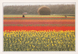 A20168 - ZUID HOLLAND TULPENCULTUUR IN DE BUURT VAN LISSE CHAMPS DE FLEURS TULIPS NETHERLANDS NEDERLAND HOLLANDE DELU - Lisse