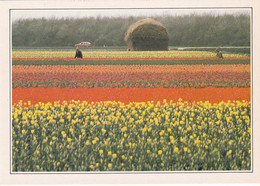 A20221 - ZUID HOLLAND TULPENCULTUUR IN DE BUURT VAN LISSE CHAMPS DE FLEURS HOLLANDE NEDERLAND THE NETHERLANDS DELU - Lisse