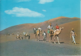 (CANA1347) LANZAROTE. CAMELS CARAVAN. CHAMEAUX. CARAVANA DE CAMELLOS - Lanzarote