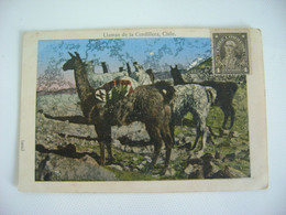CHILE - POST CARD LLAMAS DE LA CORDILLERA SENT IN 1913 IN THE STATE - Chile