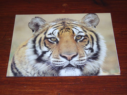 55124-               TIGER   / DIEREN / ANIMALS / TIERE / ANIMAUX / ANIMALES / DOUBLE CARD - Tiger