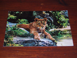 55126-                LION / DIEREN / ANIMALS / TIERE / ANIMAUX / ANIMALES - Lions
