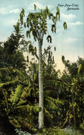 Bermuda, Paw-Paw Tree (1910s) Postcard - Bermuda