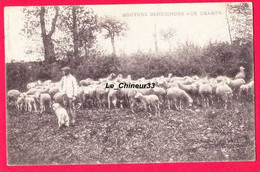 MOUTONS BERRICHONS AUX CHAMPS---animation - Elevage