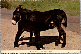 South Dakota Black Hills Donkeys Lunchtime - Sonstige & Ohne Zuordnung