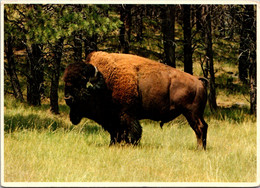 South Black Hills Buffalo Herd - Andere & Zonder Classificatie