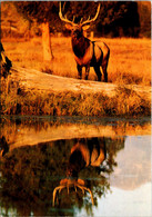 Yellowstone National Park Elk - USA National Parks