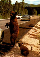 Yellowstone National Park Brown Bear And Cub - USA Nationalparks